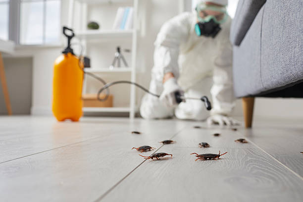 Commercial Kitchen Cockroach Control in Cisco